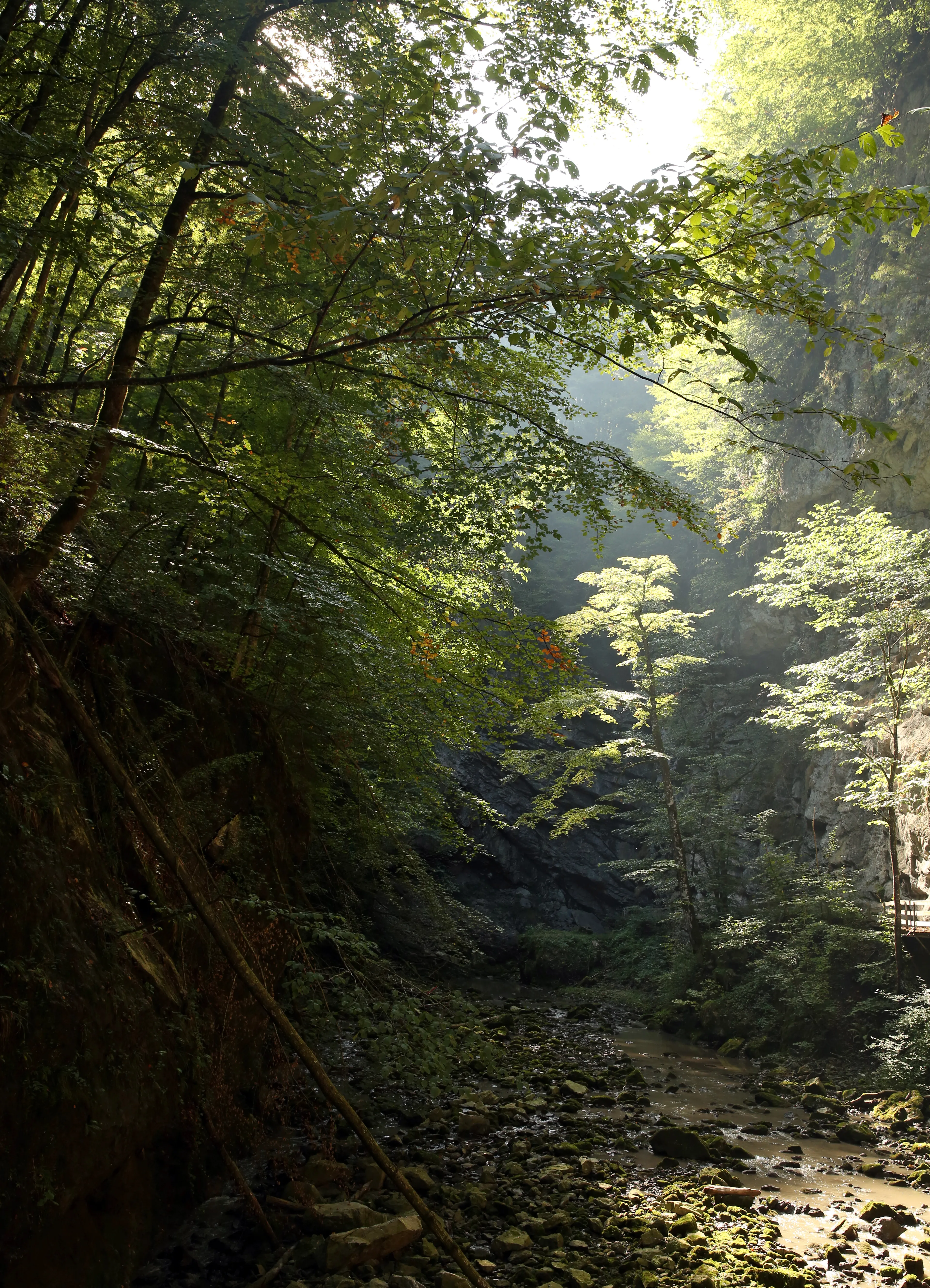 A Forest
