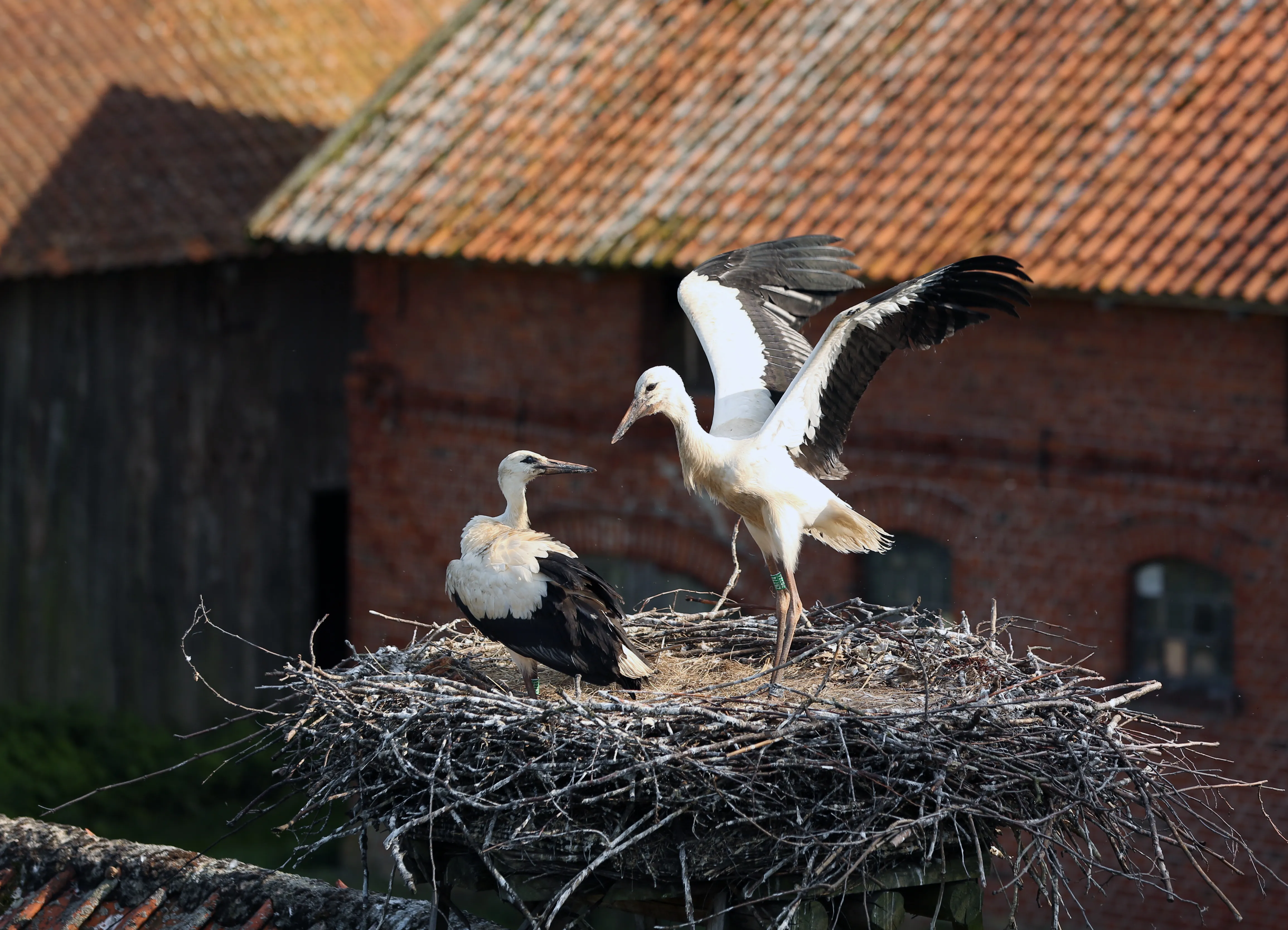 Flight School in Schewecken
