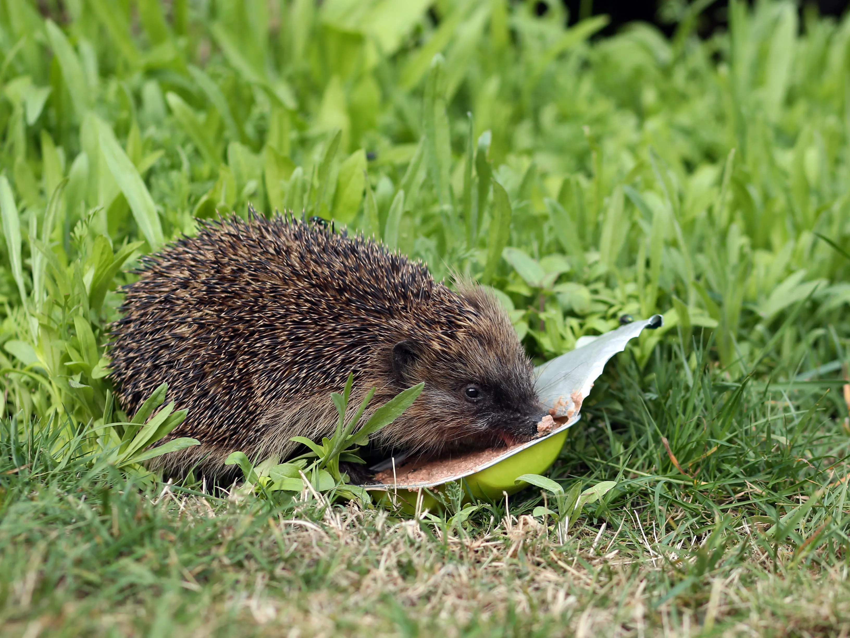 Hedgehog